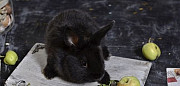 Кролик карликовый Москва