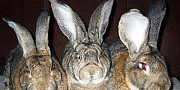 Кролики Смоленск