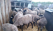 Овцы Стерлитамак