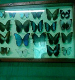 Бабочки Анапа