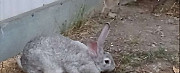Кролики Георгиевск