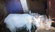 Продам козу и козлёнка Чайковский