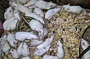 Мыши кормовые Пенза
