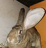 К.у.п.л.ю живых кроликов в вашем городе Сатинка