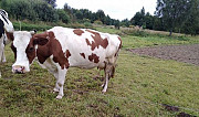 Корова Палкино
