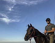 Horsesdag (лошади Дагестана ) Махачкала