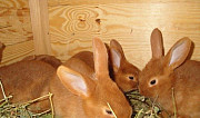 Кролики новозеландский красный Клинцы
