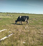 Корова Называевск