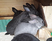 Кролики Можайск