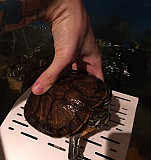 Красноухие черепахи Самара