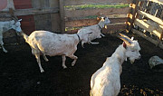 Козёл овцы бараны от 3000 до 20000 есть и бараны н Челябинск