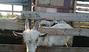Козёл овцы бараны от 3000 до 20000 есть и бараны н Челябинск