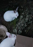 Кролики колифорнийских пород Набережные Челны