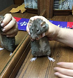 Мышь и крысы Владикавказ