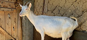 Молочная высокоудойная коза и козлик на племя Средний Икорец