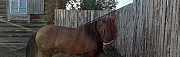 Конь Белозерское
