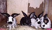 Кролики Магнитогорск