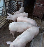 Свиньи на мясо Кочубеевское