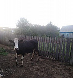 Корова Бугульма