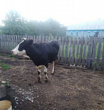 Корова Бугульма