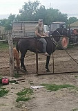 Лошадь Кизляр