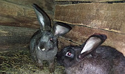 Кролики Козьмодемьянск