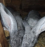Кролики Козьмодемьянск