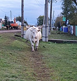 Корова Ермекеево