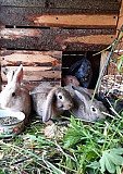 Кролики Первоуральск