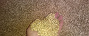 Зерно-пшеница Юровка
