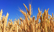 Зерно-пшеница Юровка