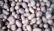 Мелкий картофель на корм скоту Явас