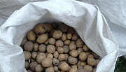 Мелкий картофель на корм скоту Явас