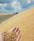 Пшеница Гордеевка