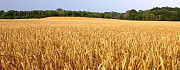 Озимая пшеница Старая Кулатка