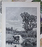 Старинная гравюра. Охота. Германия, 1903 год Калининград