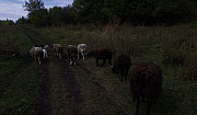 Овцы Донской