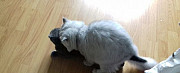 Вязка кот шотландец прямоухий Калининград