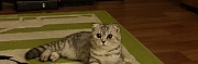 Вязка кот шотландец прямоухий Калининград