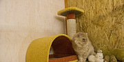 Гостиница для кошек Ставрополь