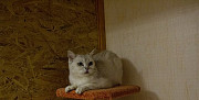 Гостиница для кошек Ставрополь