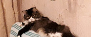 Квартирная передержка кошек Домодедово