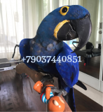 Гиацинтовый ара (Anodorhynchus hyacinthinus) птенцы из питомника Москва