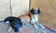 Собаки ищут семьи Матвеев-Курган