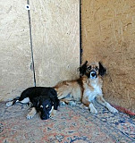 Собаки ищут семьи Матвеев-Курган