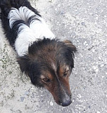 Собака мальчик по кличке,Буран" ищет новый дом Волгоград