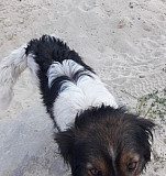 Собака мальчик по кличке,Буран" ищет новый дом Волгоград