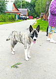 Найден щенок Орехово-Зуево