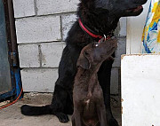 Собака Будённовск