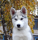 Продам разноглазую девочку щенка Сибирский Хаски Краснодар